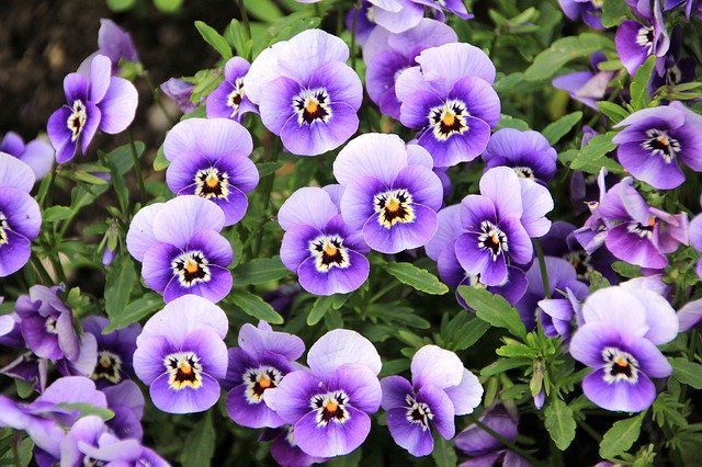 Image of pansies