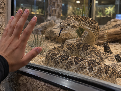 Rattlesnake behind the glass