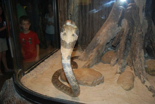 Cobra behind the glass